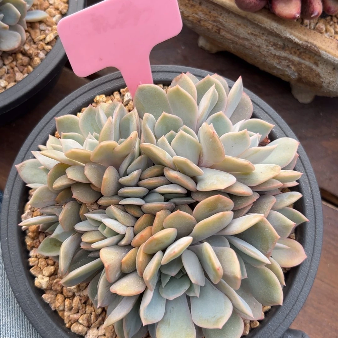 提拉米苏朵朵111111111111111