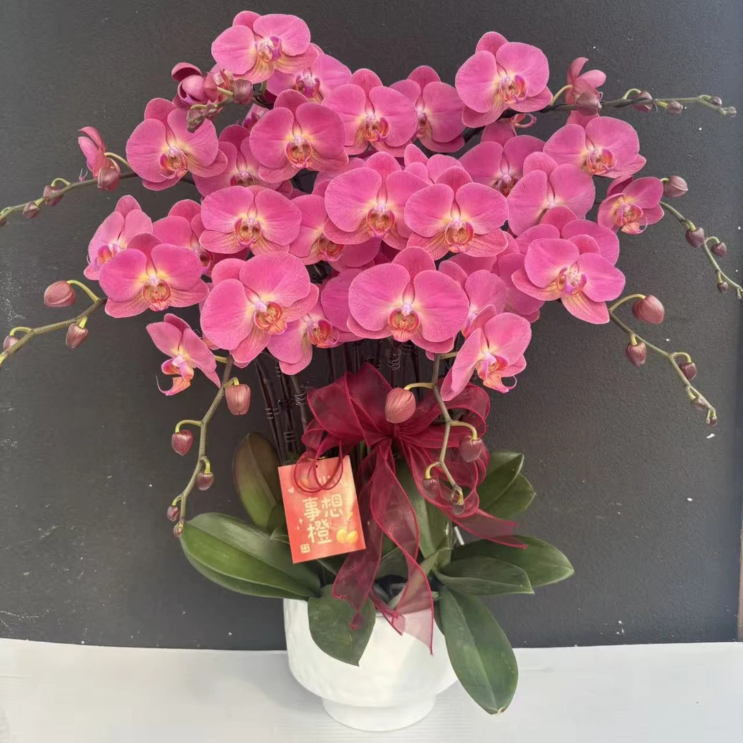 （香橙美人）稀有品种蝴蝶兰花卉鲜花高级盆栽观花花卉