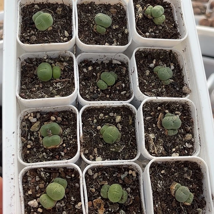 荧光玉肉锥随机12盆一组双头群