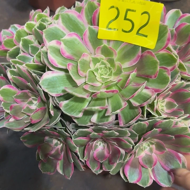 多肉植物福利来啊252
