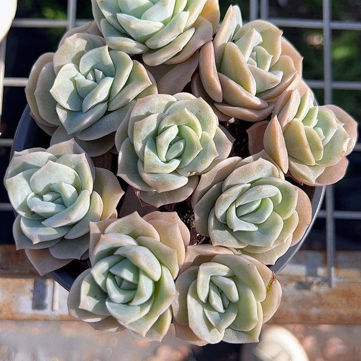 可爱玫瑰多肉植物