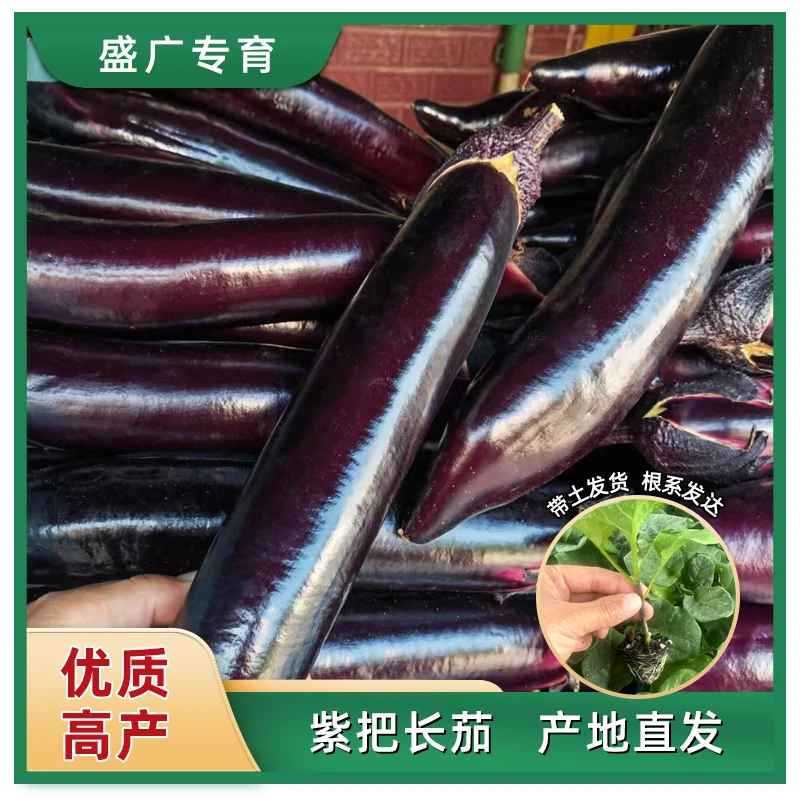 【嫁接紫把长茄】嫁接茄子种苗小院种植大田种植盆栽地栽特长