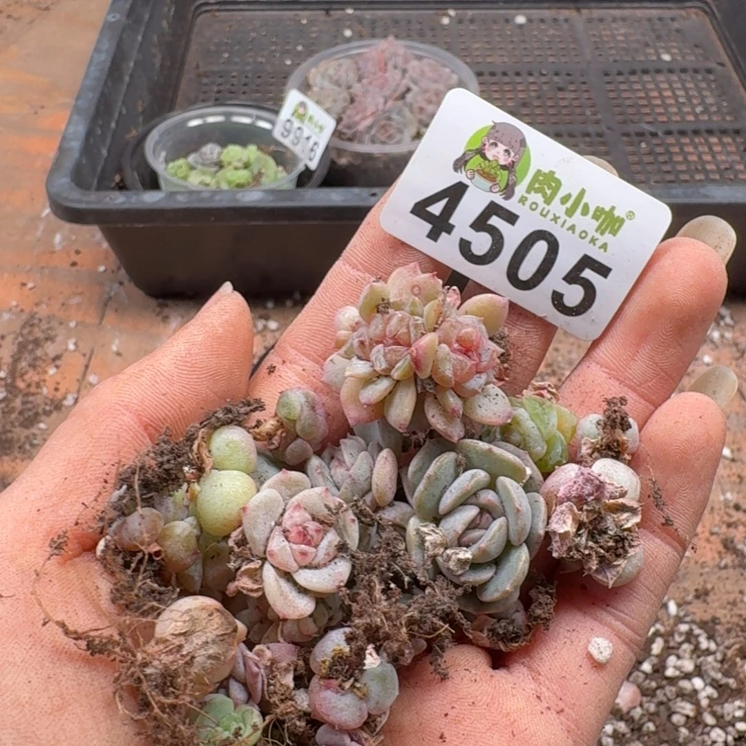 枫***站多肉植物多肉植物