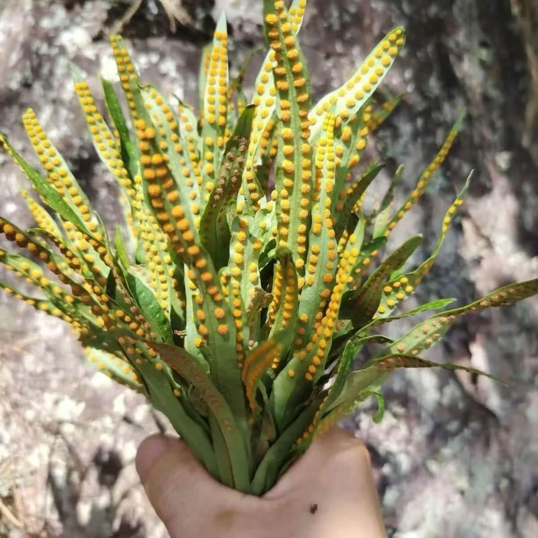 长白山 黄金草 黄金孢子点茶 嗷嗷草