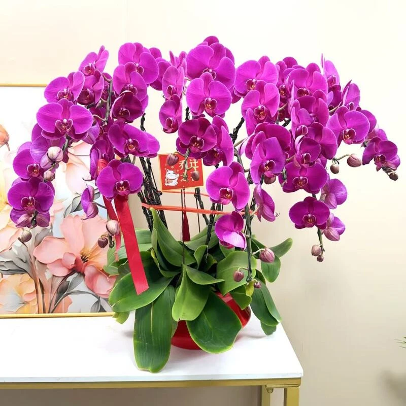 [10大辣椒] 精品 蝴蝶兰 艺术组盆