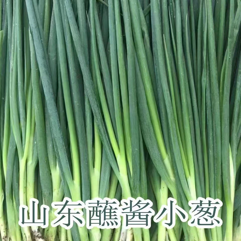 山东产地直发现拔现发带泥新鲜长葱用于调味炒菜蘸酱