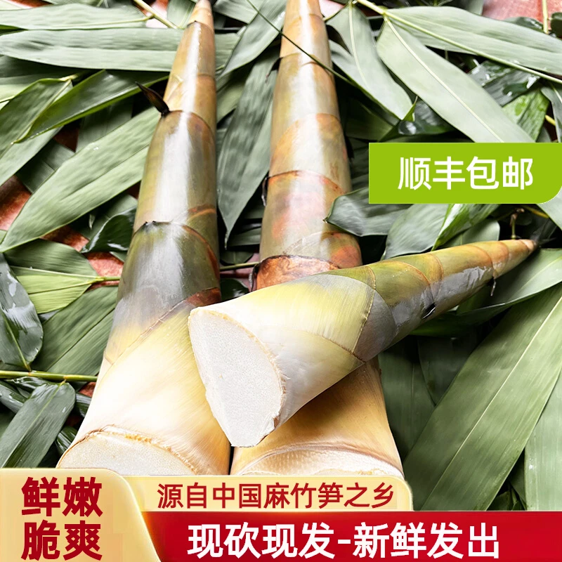 新鲜笋现砍现挖现发2025英德麻竹笋去头带壳嫩笋尖嫩芽爽口苦竹笋