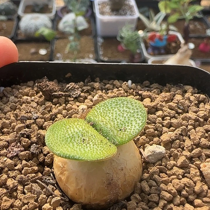 钢锉灯台百合带盆包邮