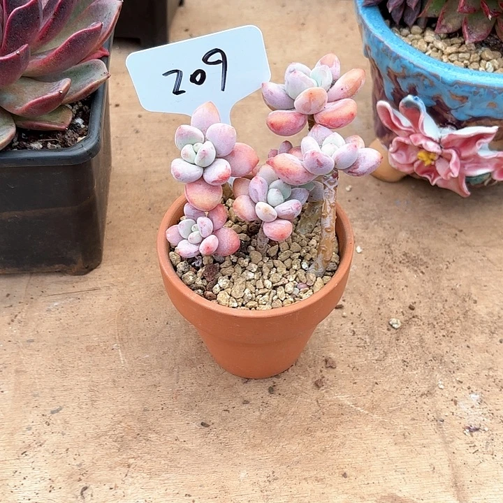 苹****多肉植物，落神209号