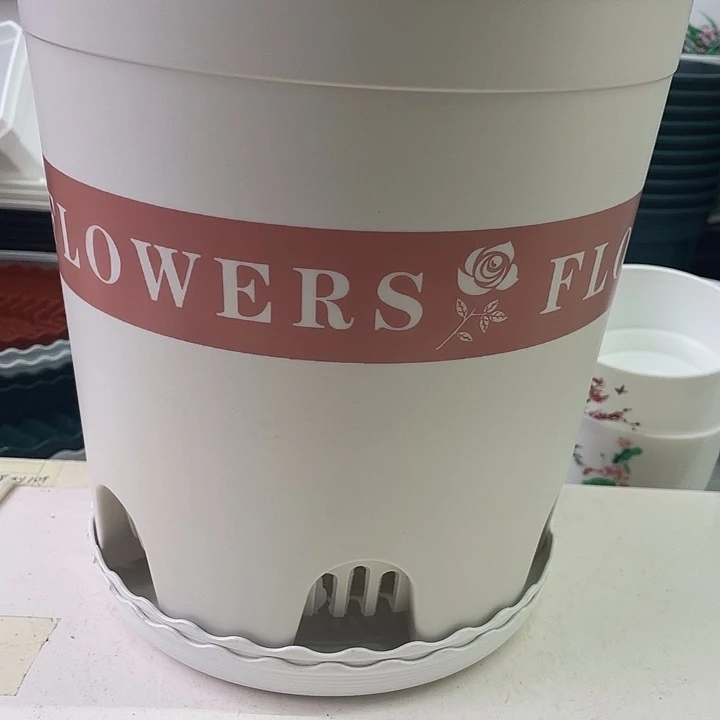 米白色高3加仑控根雪花6个带托盘