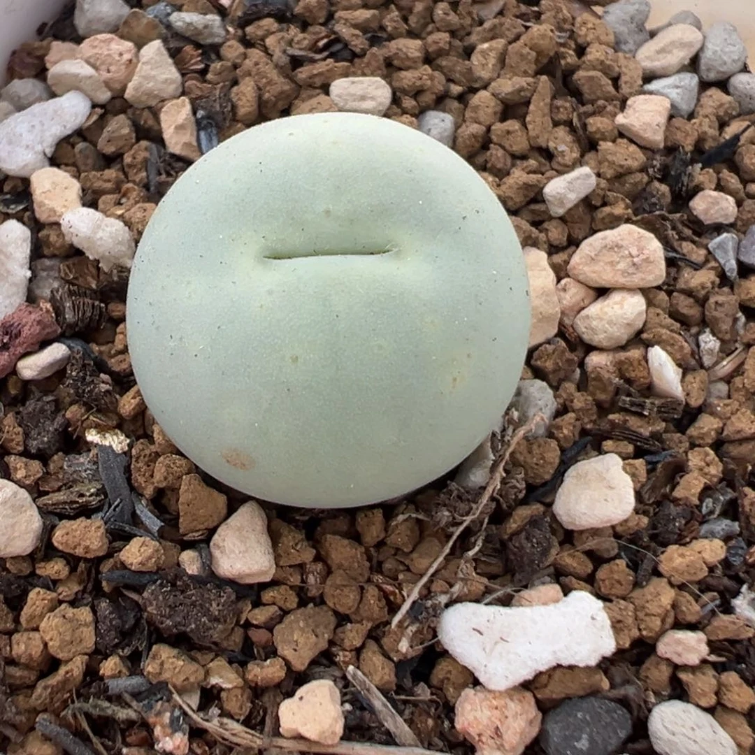 057多肉植物种类多样