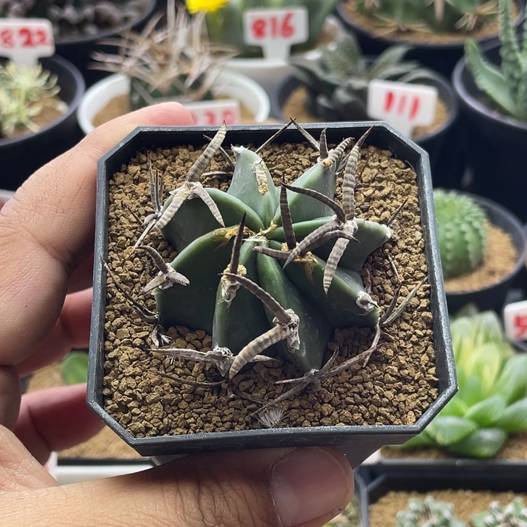 黑刺水牛角大凤玉 自根带盆土仙人球