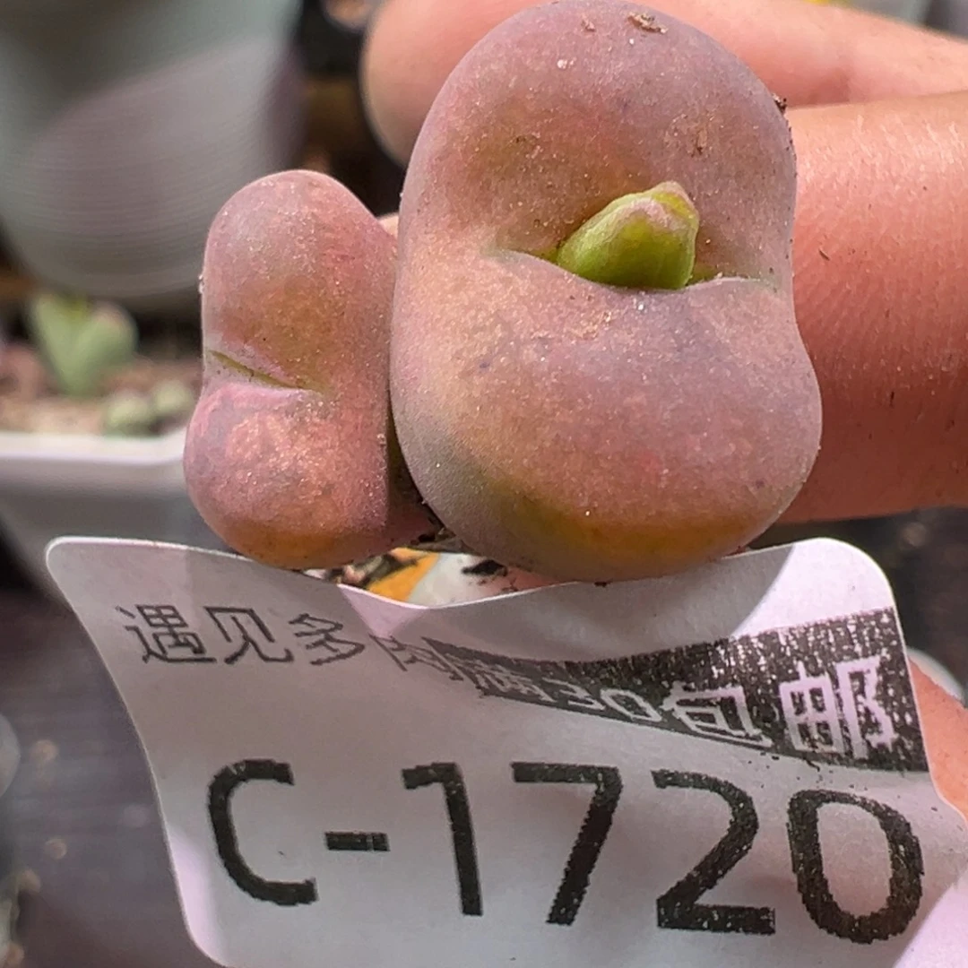 多肉植物11111111111111