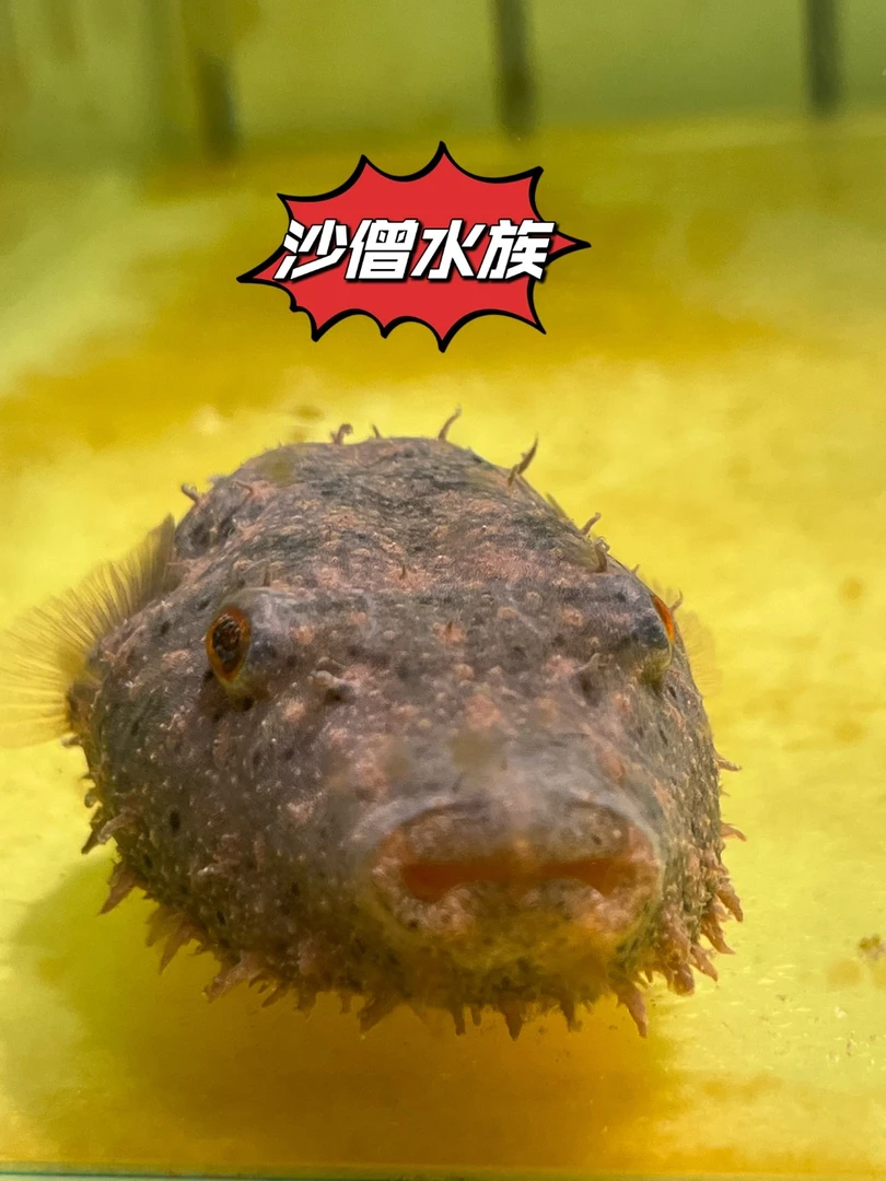 毛毛狗头鱼热带鱼观赏鱼非洲毛毛狗头鱼活体淡水河豚斑马皇冠狗头