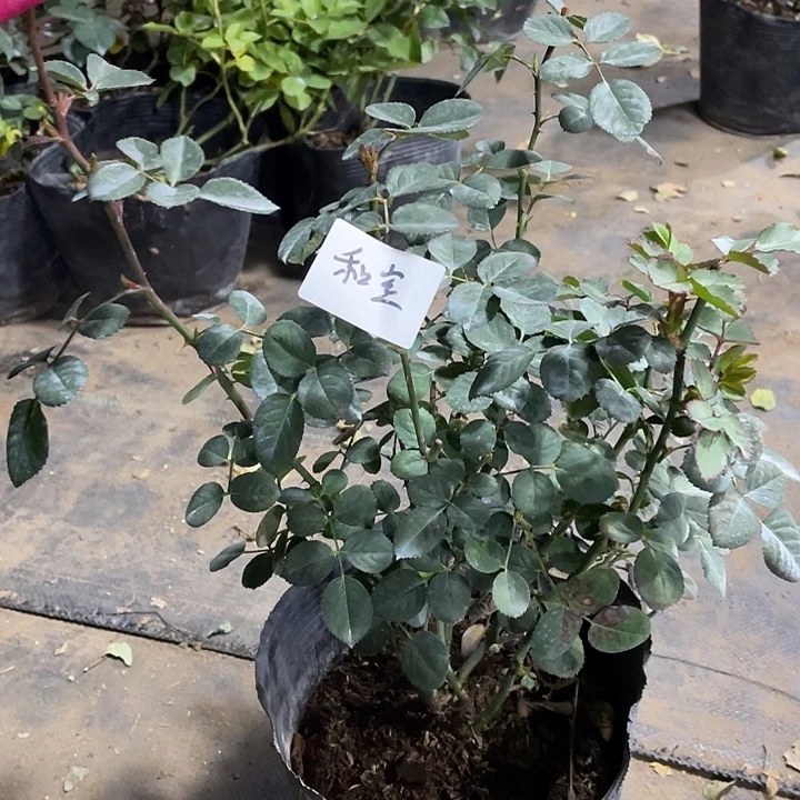 当前无花朵，栽培后可花朵和室