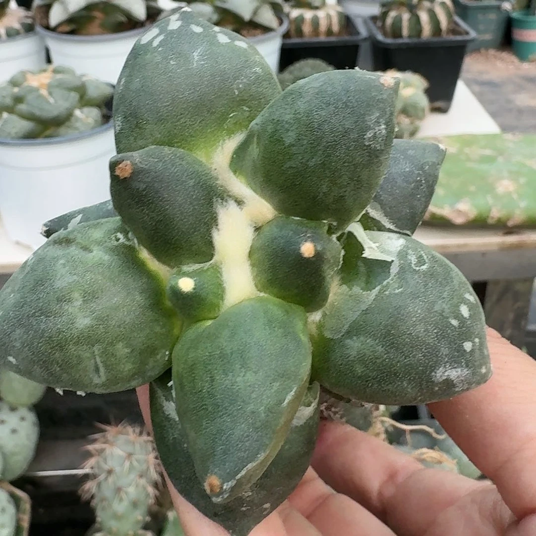 【闪购商品】无花朵放**步达摩要有247