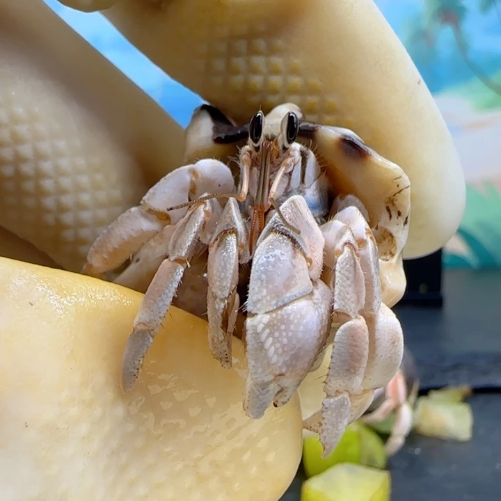 A29灰色 西沙1.4cm口径