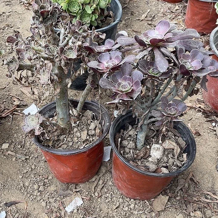 2棵玫瑰玫瑰玫瑰玫