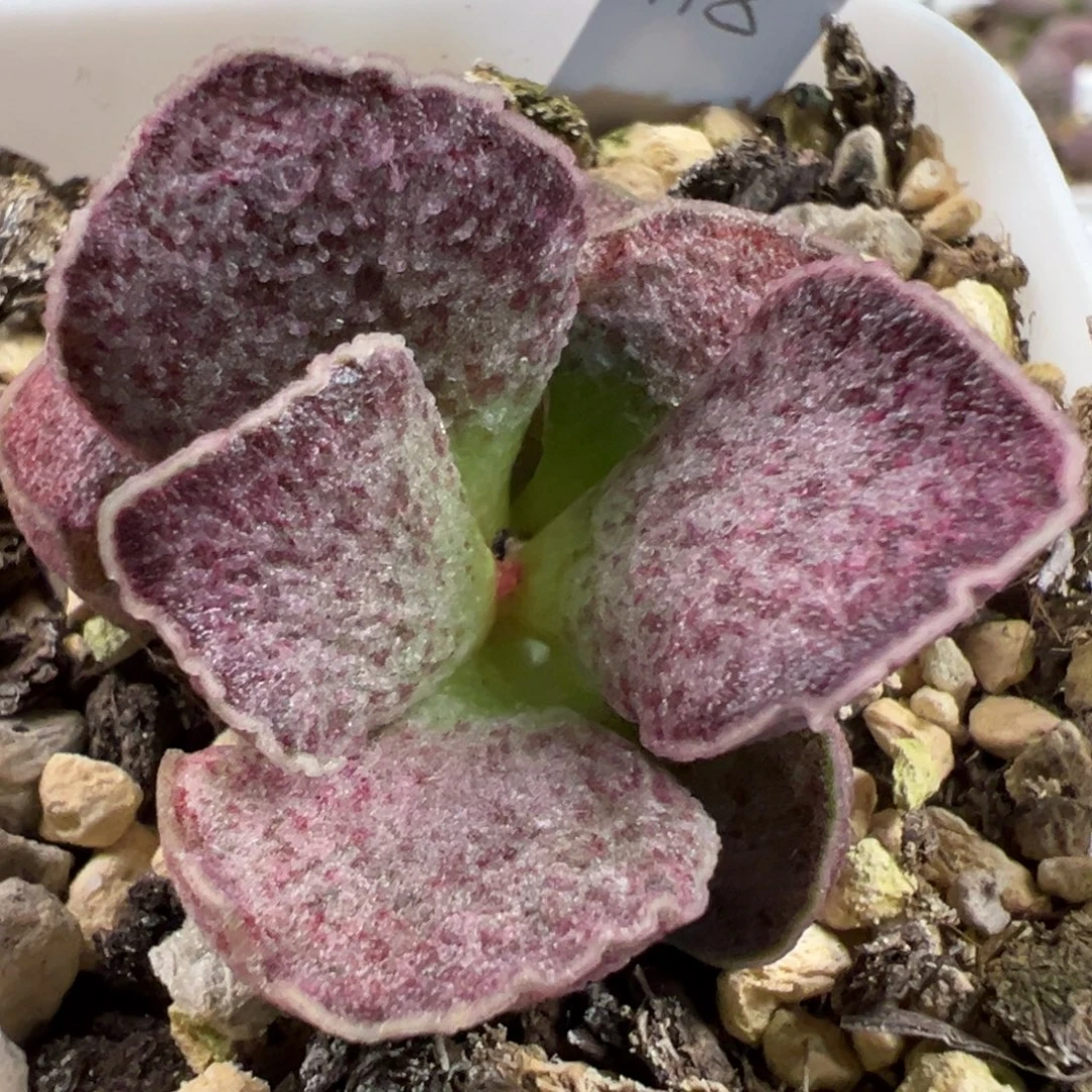实生新品多肉植物水泡多肉植物水泡