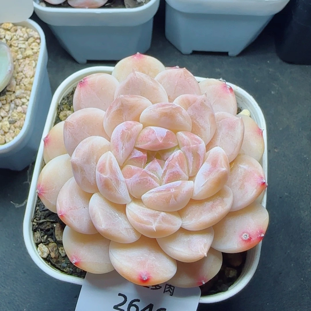 冰魄，2646多肉植物