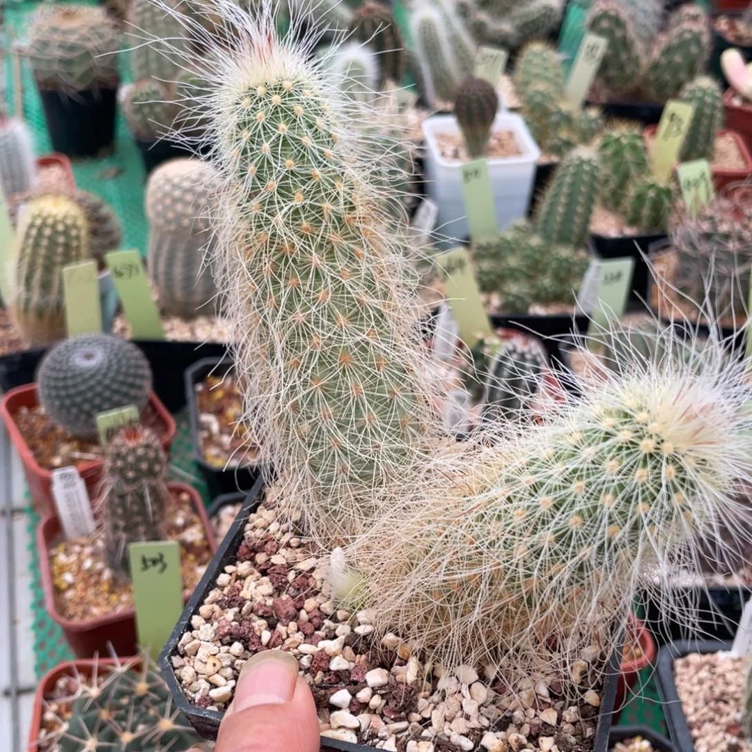 鹿角柱实生仙人球翁锦