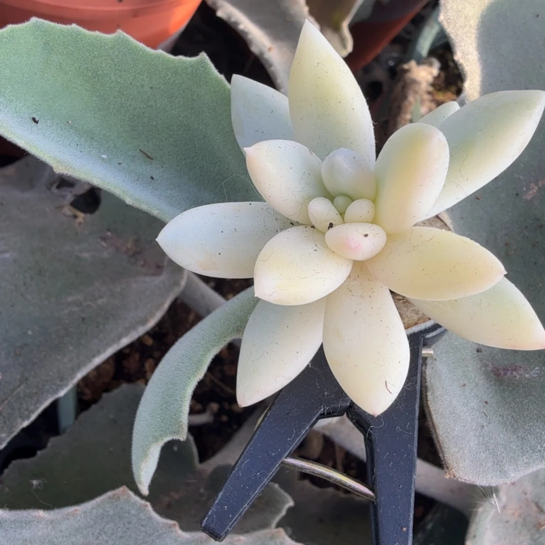 所罗门巨人锦，多肉锦