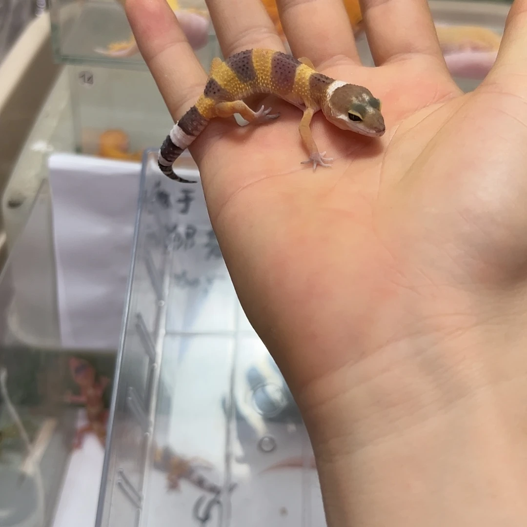 豹纹守宫豹纹守宫苗子