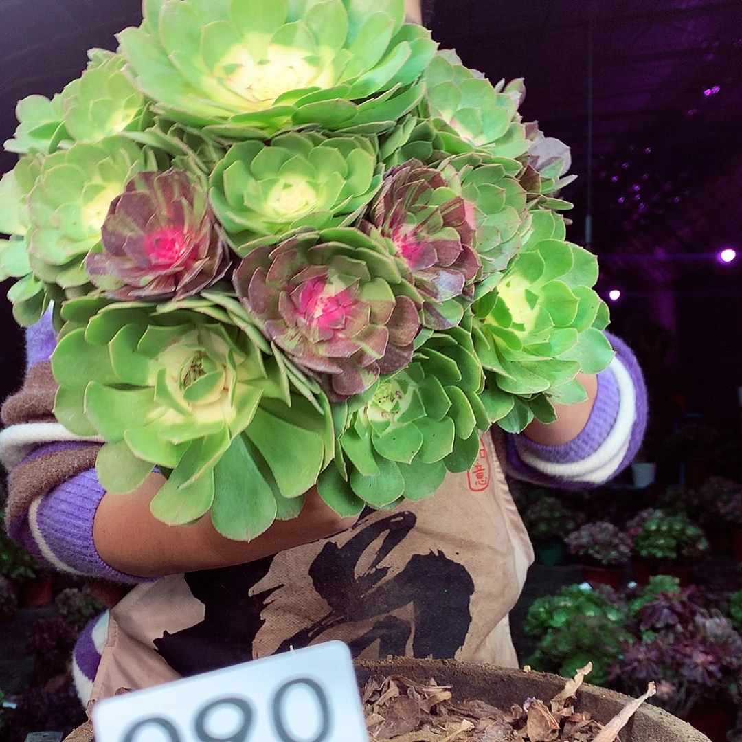 柒柒精品多肉脱土发货不包断侧枝处理090