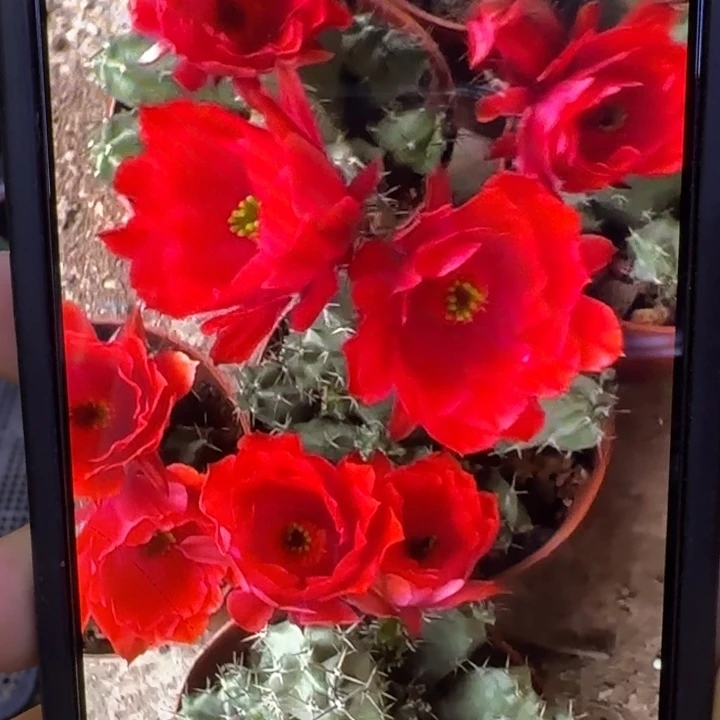 214红美花角一个无根侧牙5公分左右，20包邮