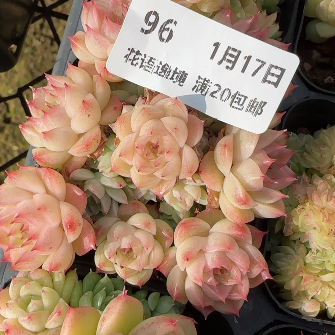 焦**铁花语逸镜9117-96麦秆散