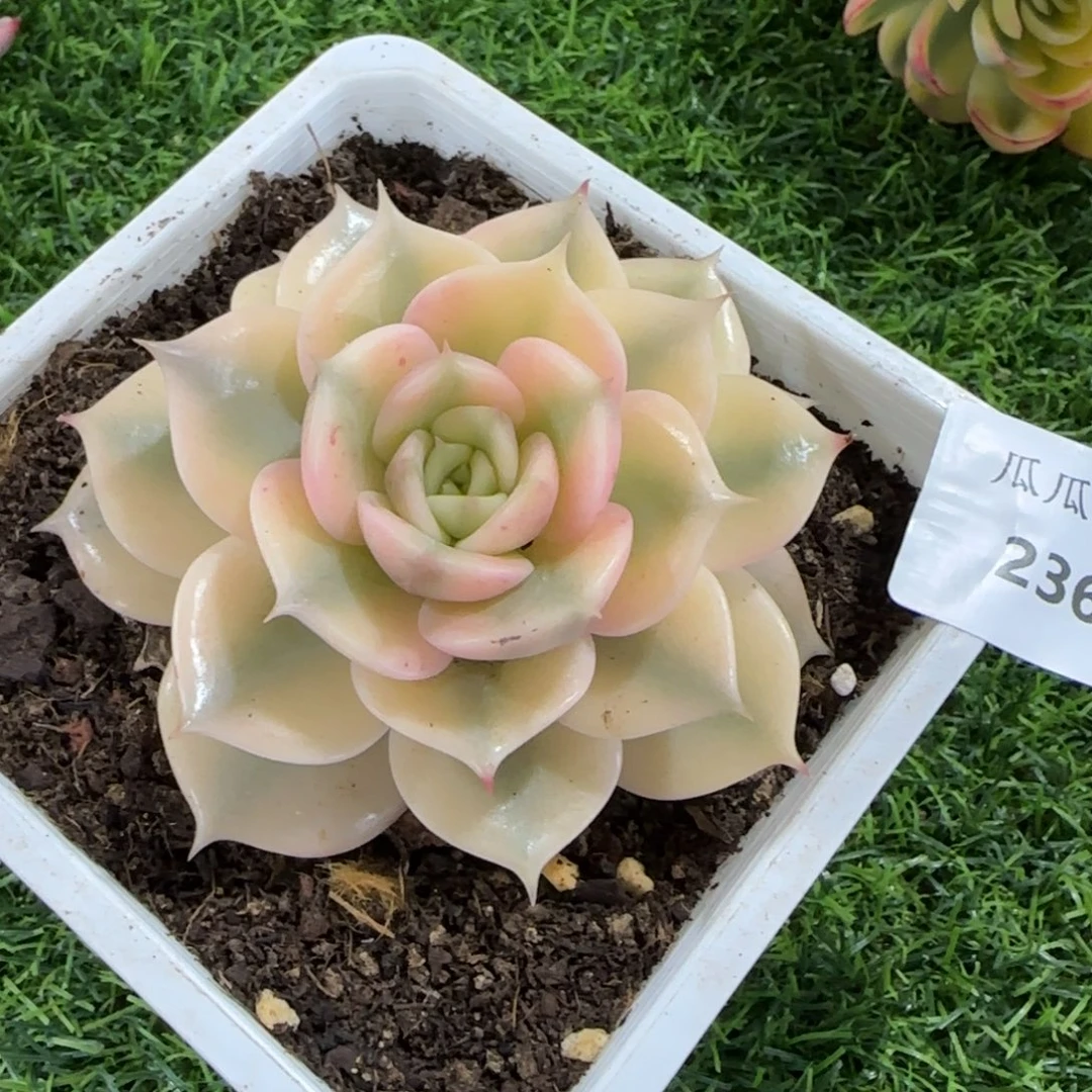 2368贝加尔湖锦多肉植物的