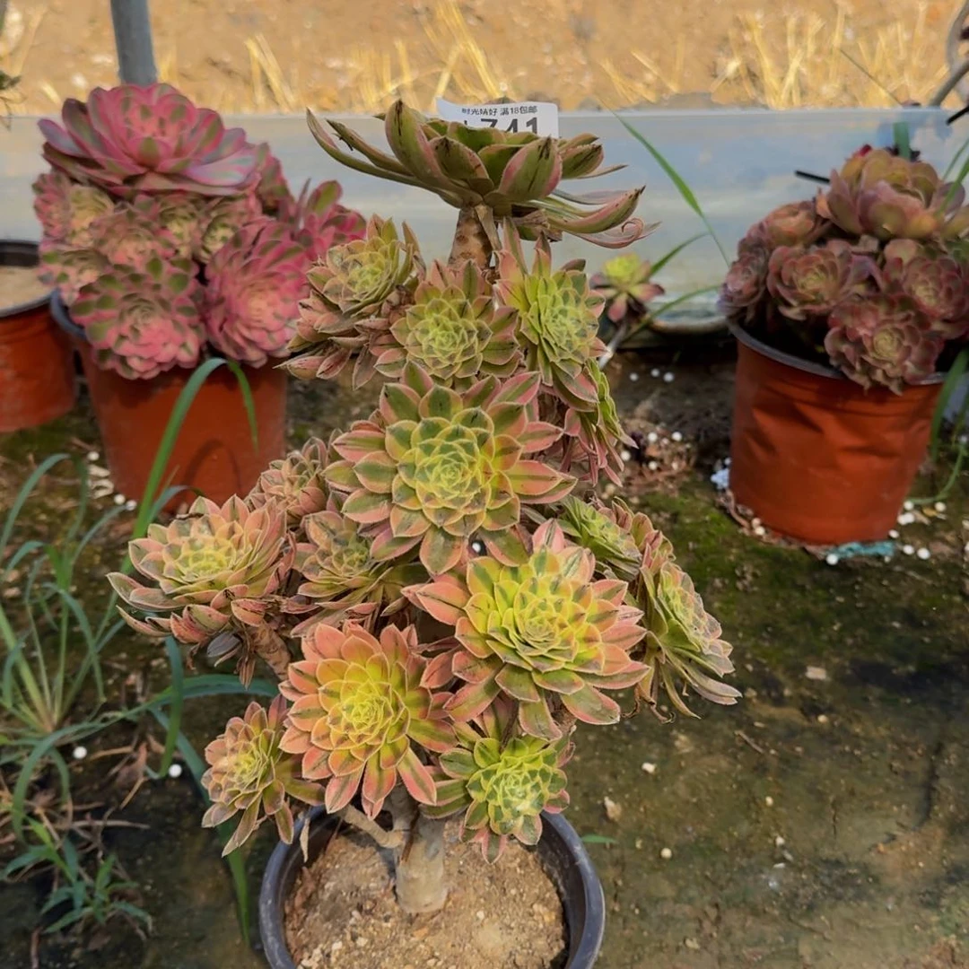 741夕颜，多肉植物