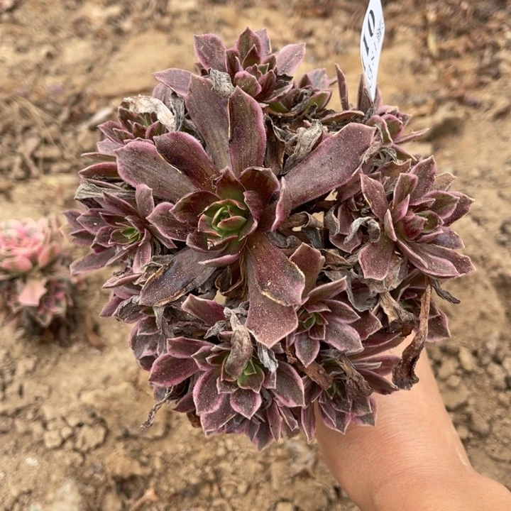 011白婚纱小手捧4号棚