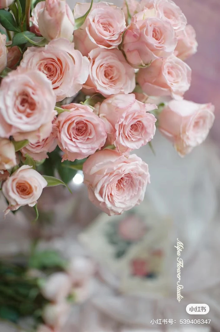 【玫瑰】斯佳丽 任拍三单顺丰空运包邮鲜切花家居花店插花