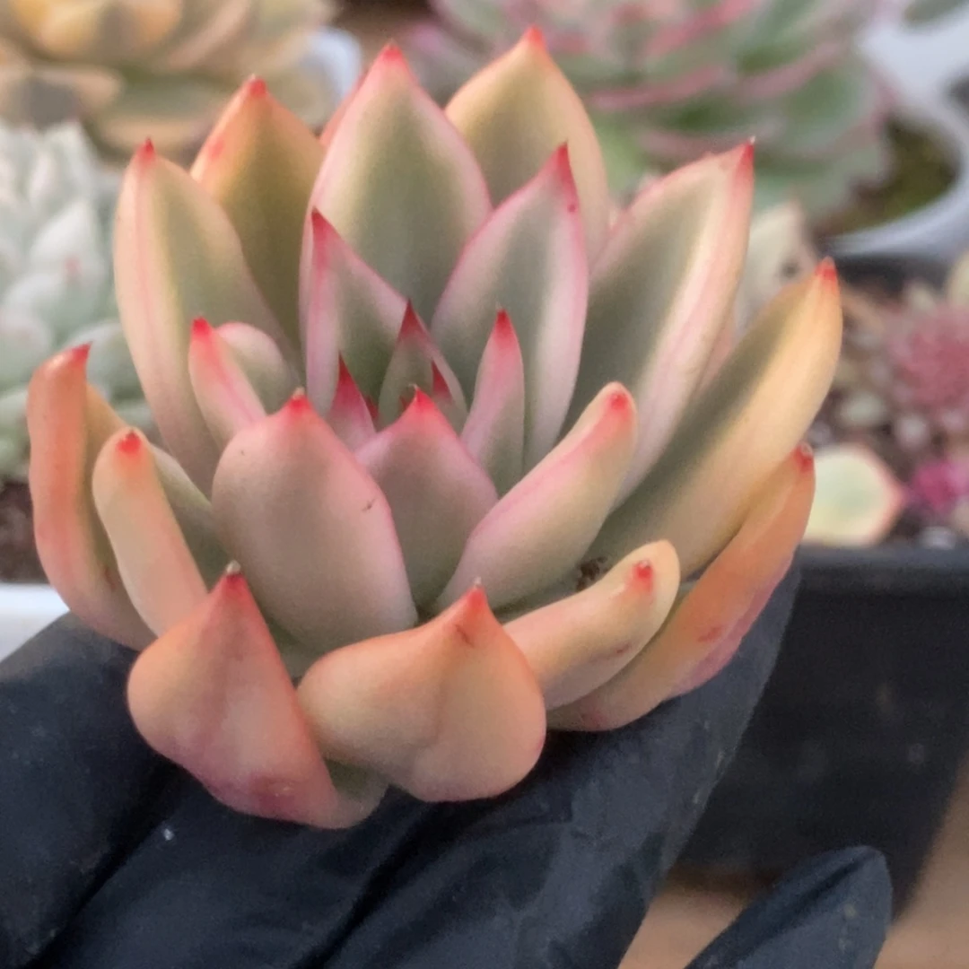 004东云杂锦锦锦锦锦