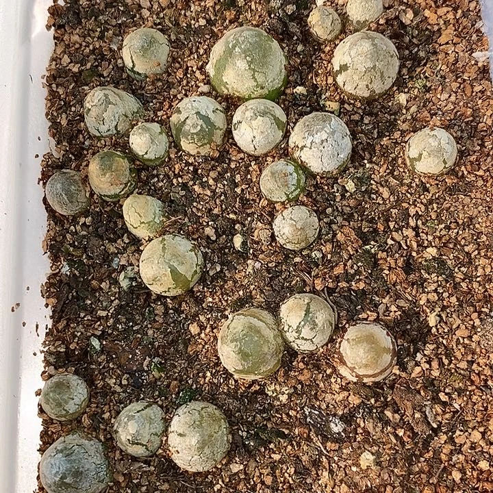 2720灯泡1盒。