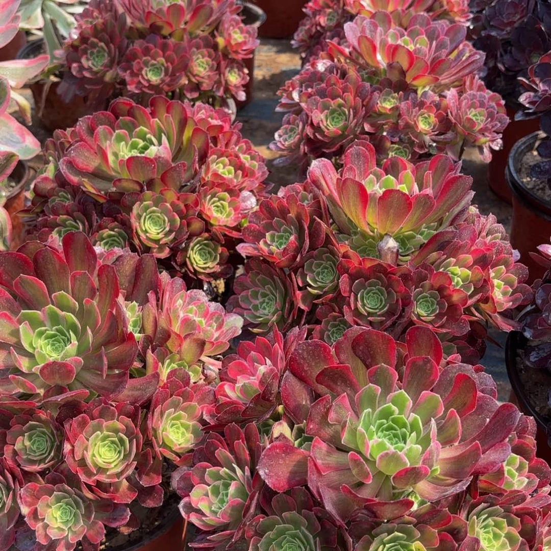 安娜9.9法师多肉嫩