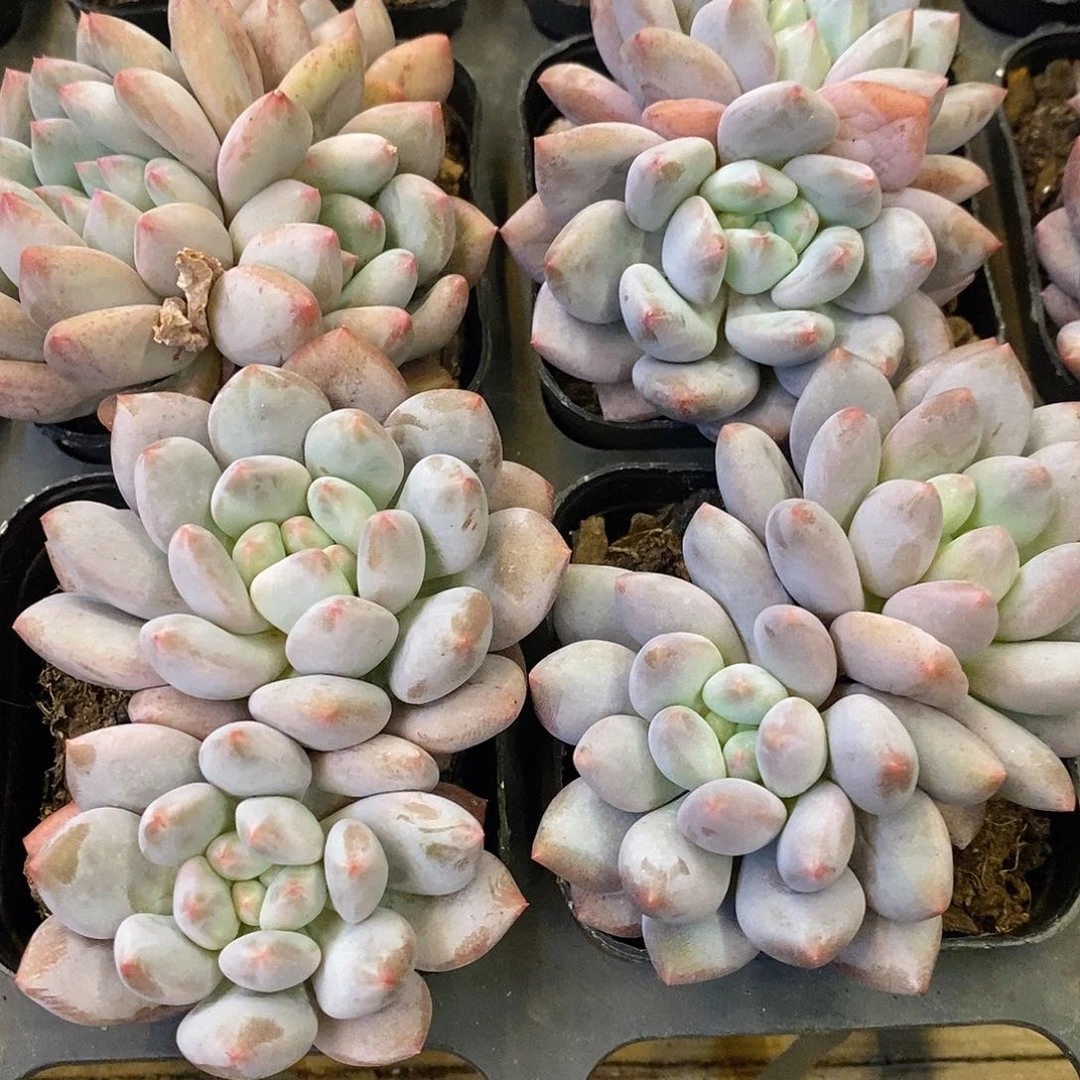 133。双头半夏。福利多多