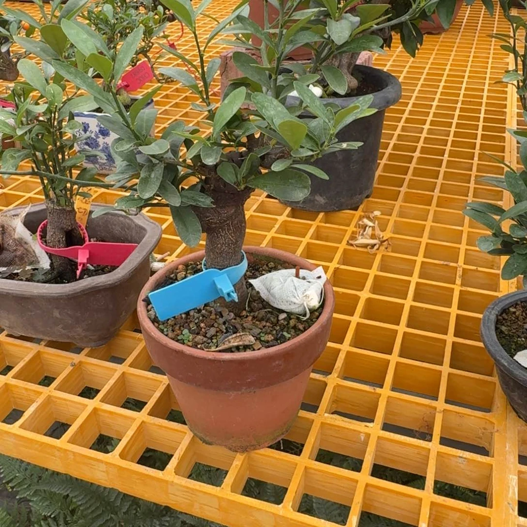 无花朵挥*顺丰到付不包邮