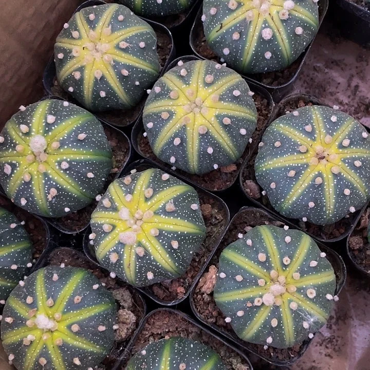 星兜锦6.8带盆土发