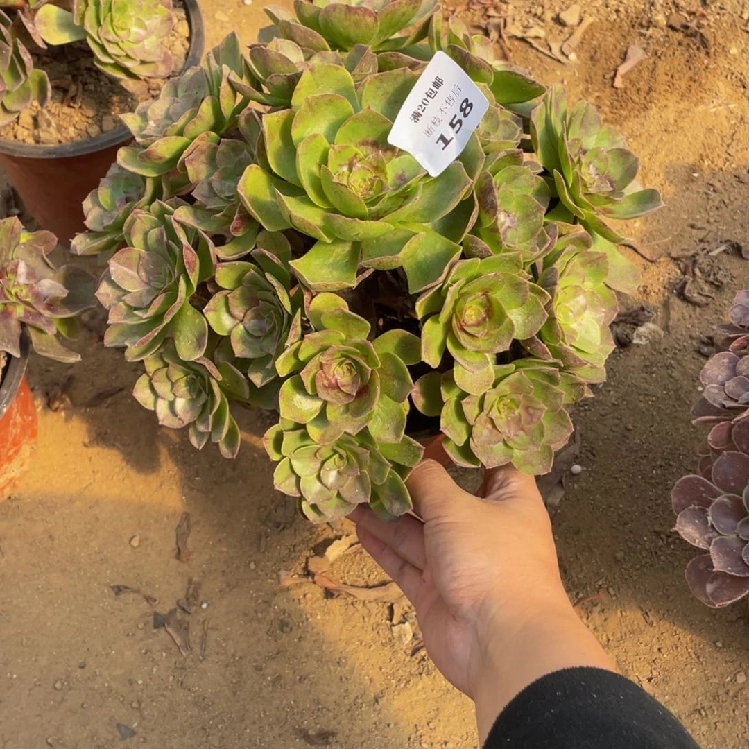 158黑魔法师多肉断枝不包