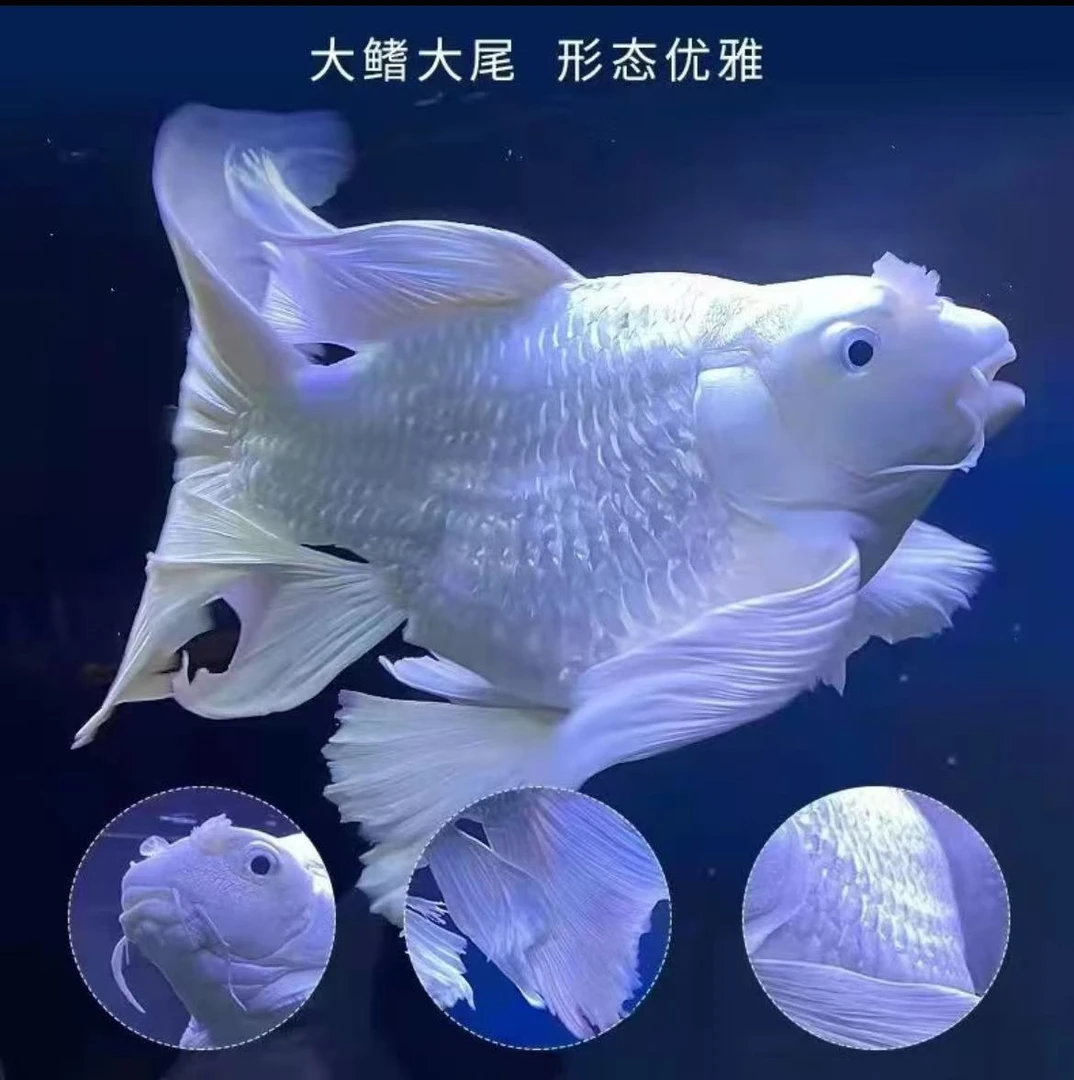 【蝴蝶鲤】特价链接蝴蝶鲤淡水观赏鱼饲养鱼【直播间专属链接】