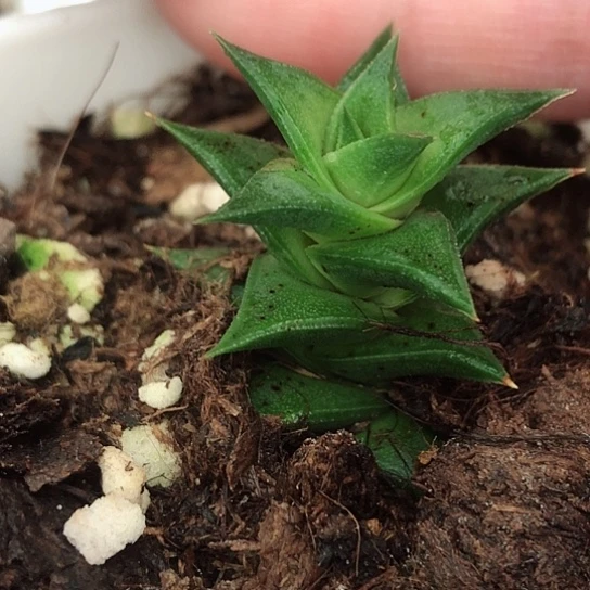 松挲掌硬叶脱盆发货