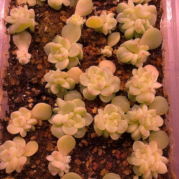 发财1叶插苗2颗一组随机发