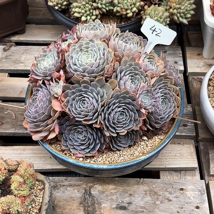 蔷***院多肉植物，天赐42号