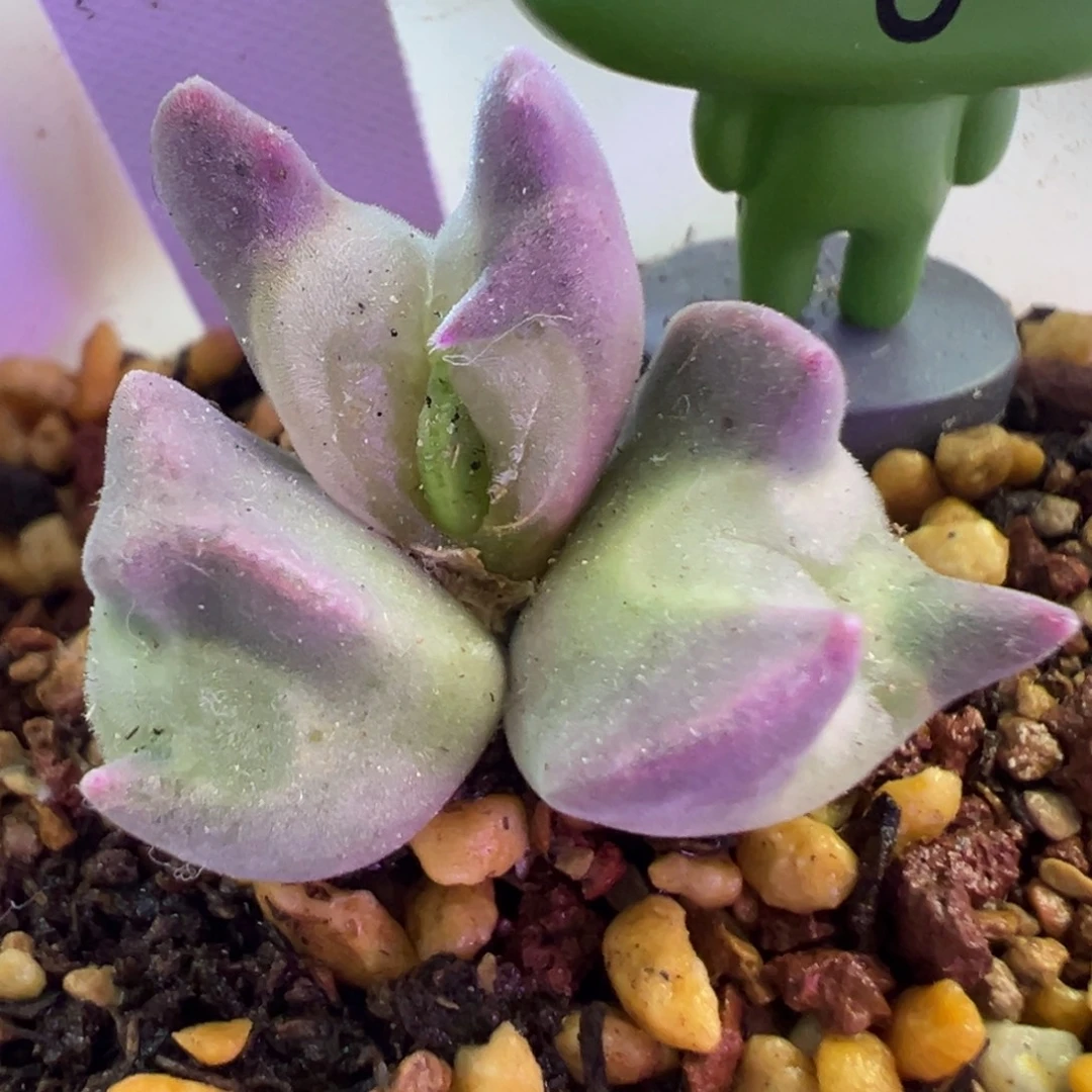 空蝉怪物 肉锥植物