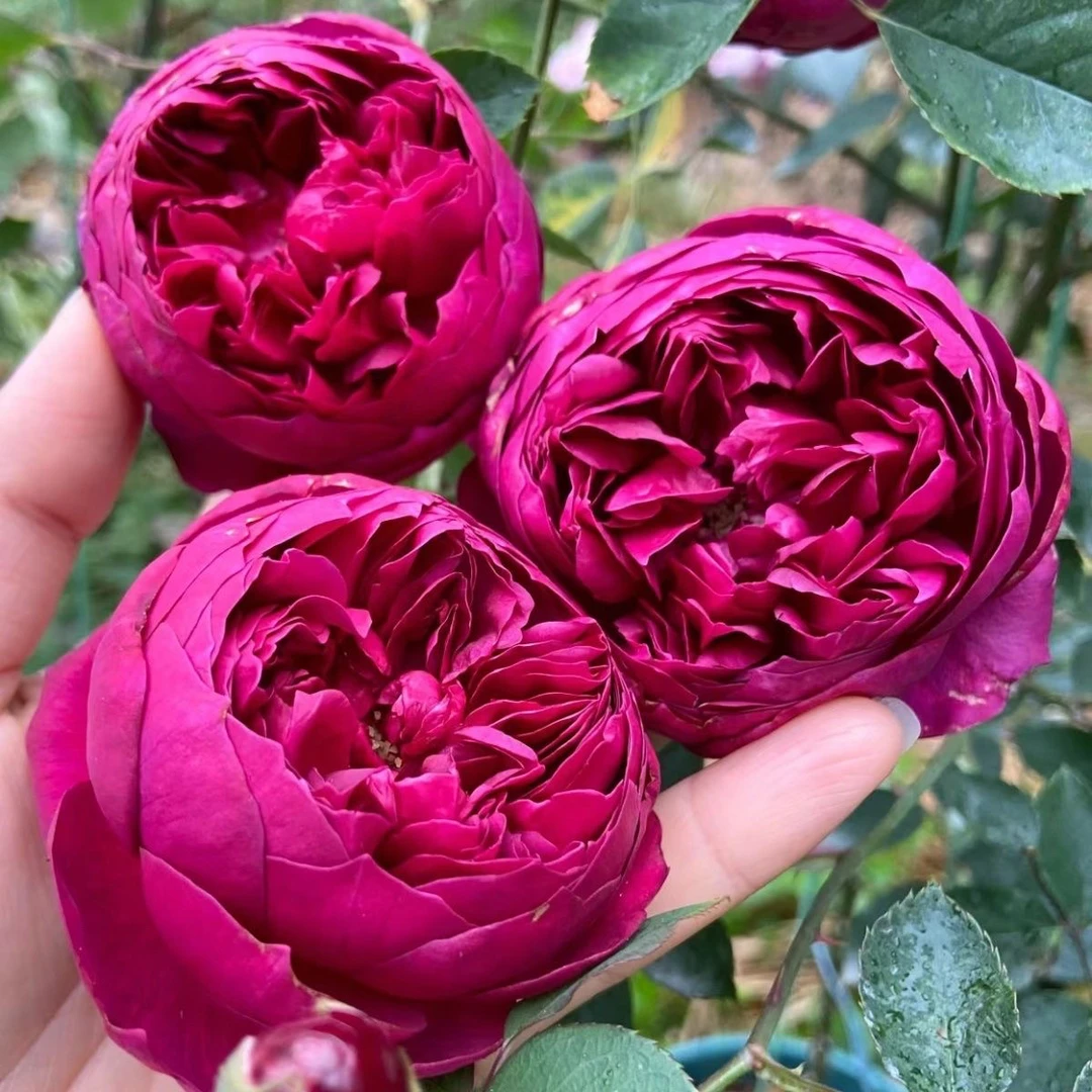 灌木大花浓香型月季秋日胭脂阳台庭院花园盆栽花卉月季玫瑰扦插苗