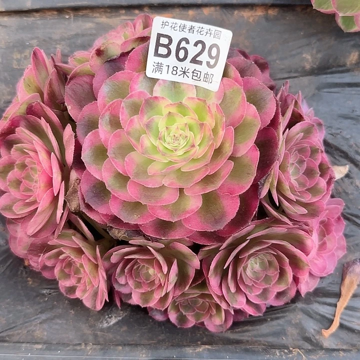 多肉法师荔枝朵朵