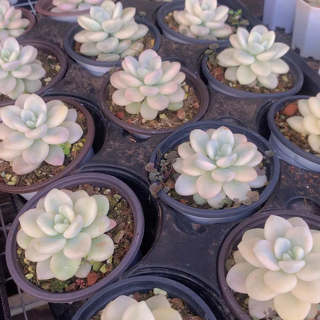 洛神锦34566788899999