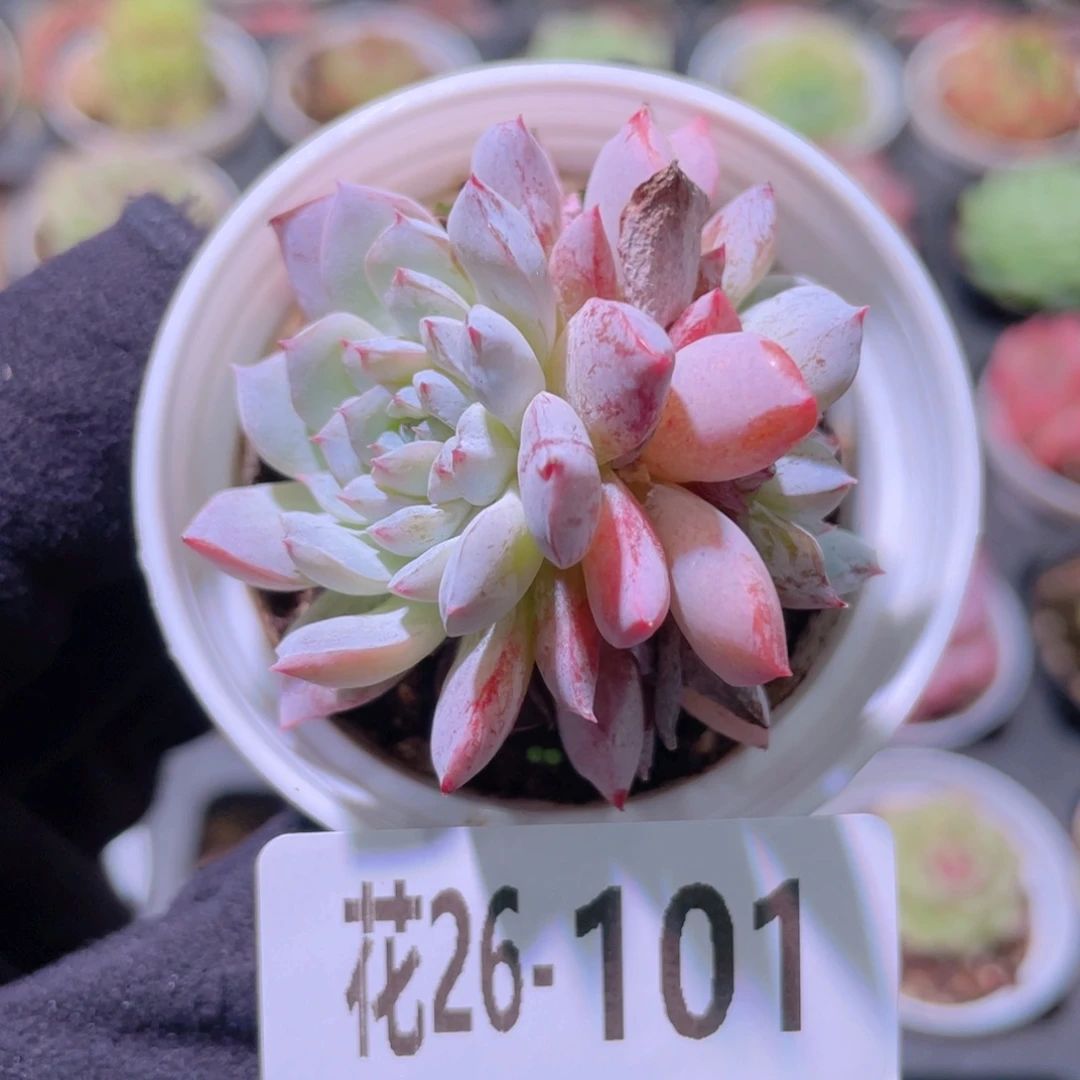 花利美26-101新品